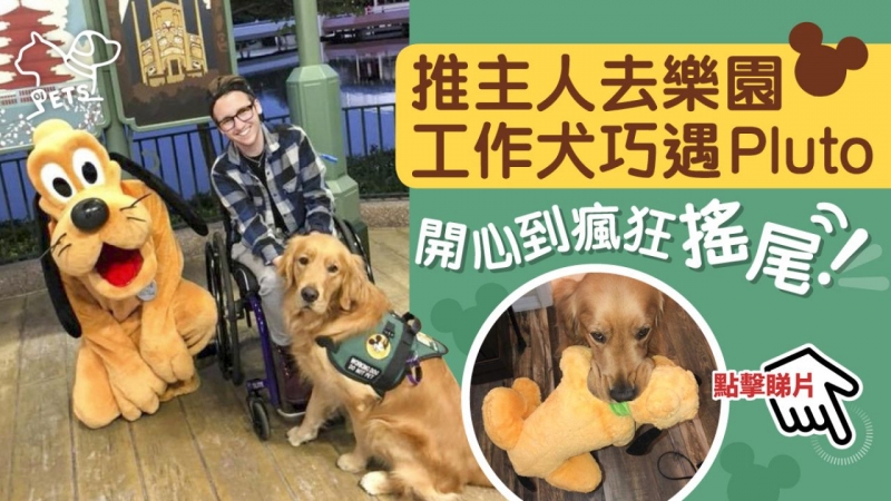 推轮椅陪主人去迪士尼　工作犬遇布鲁托兴奋摇尾