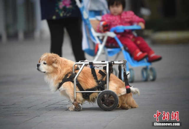 動物奇觀／重慶街頭「狗堅強」　半身殘廢靠輪椅行走