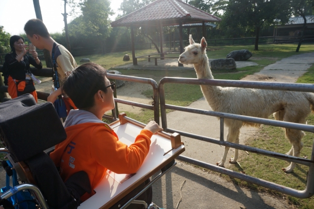 潤成好奇地看着羊駝，平日書上看見看不見的動物，都在樂園裏親身接觸到。