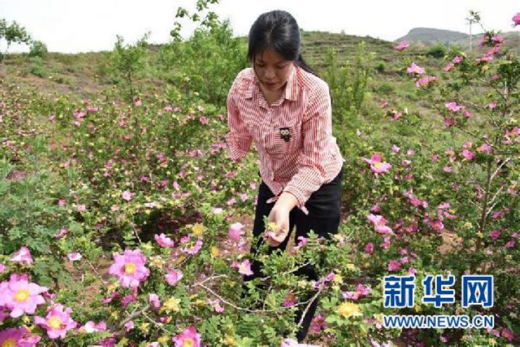 刺梨花開滿山紅——記在貴州脫貧攻堅一線奮鬥的殘疾人