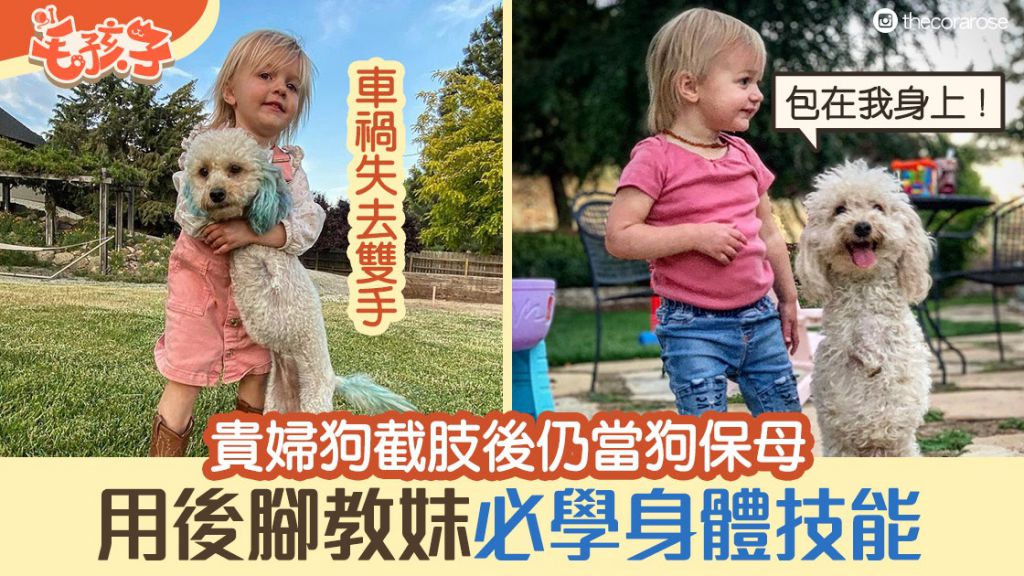 截肢貴婦狗成生命鬥士擔當保母　還用後腳教曉妹妹重要的身體技能